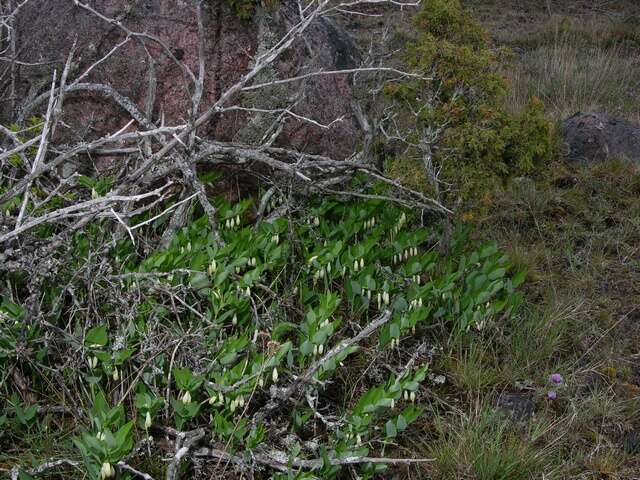 Слика од Polygonatum