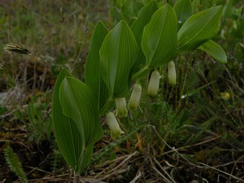 Image of Solomon's Seal