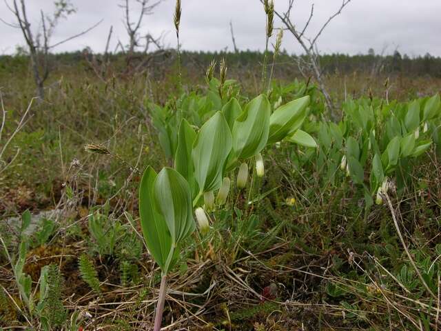 Слика од Polygonatum