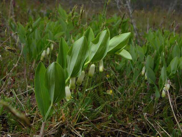 Слика од Polygonatum