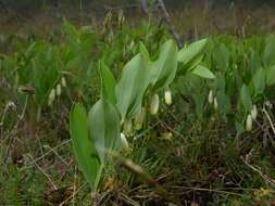 Слика од Polygonatum