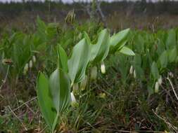 Слика од Polygonatum