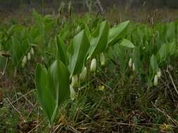 Слика од Polygonatum