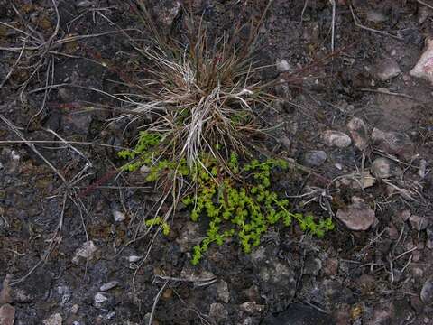 Image of smooth rupturewort