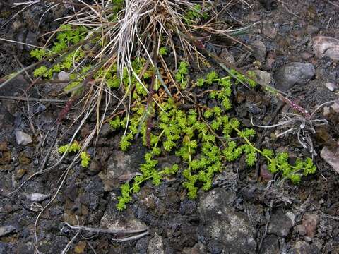 Image of smooth rupturewort