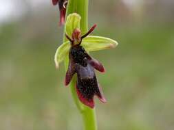 Слика од Ophrys insectifera L.