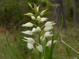 Image of cephalanthera