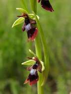 Слика од Ophrys insectifera L.