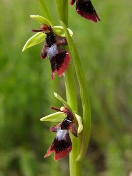 Image of Fly orchid