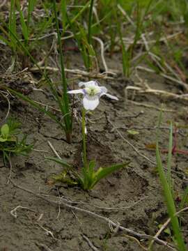 Image de Viola pumila Chaix