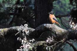 Image of Rufous Sibia