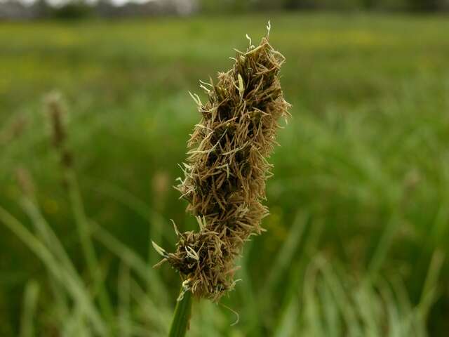 Image of True fox-sedge