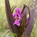 Dactylorhiza incarnata subsp. cruenta (O. F. Müll.) P. D. Sell resmi