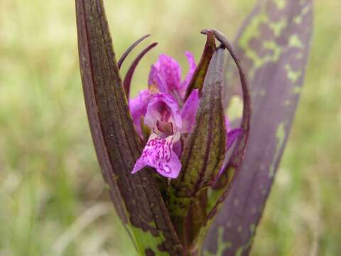 Dactylorhiza incarnata (L.) Soó resmi