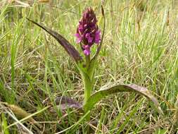 Dactylorhiza incarnata (L.) Soó resmi