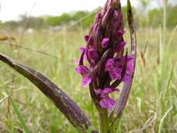 Dactylorhiza incarnata (L.) Soó resmi