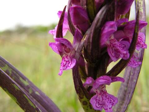 Dactylorhiza incarnata (L.) Soó resmi