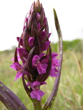 Dactylorhiza incarnata (L.) Soó resmi