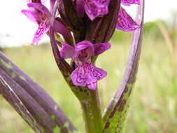 Dactylorhiza incarnata (L.) Soó resmi