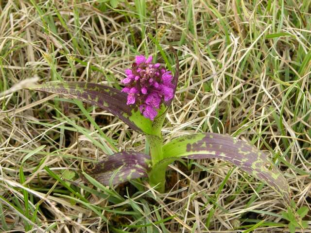 Image of Early marsh-orchid