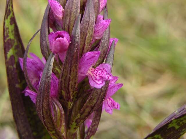 Image of Early marsh-orchid