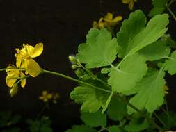 Image of celandine