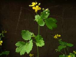 Image of celandine