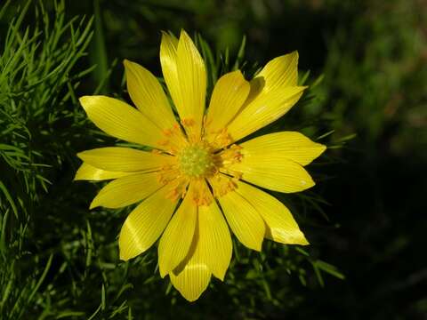 Image of pheasant's eye