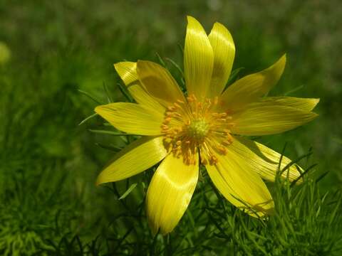 Image of pheasant's eye