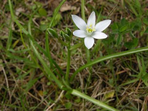 Image of Star-of-Bethlehem