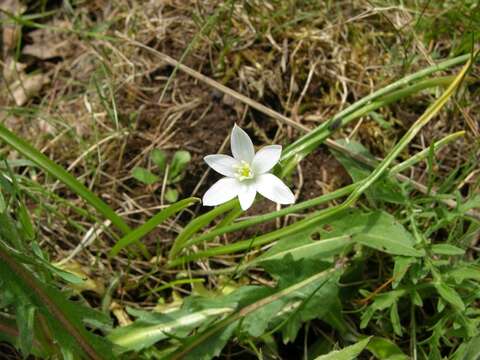 Image of Star-of-Bethlehem