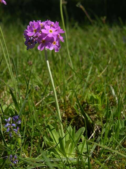 Image of cowslip