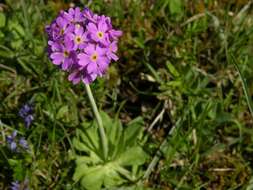 Image of cowslip