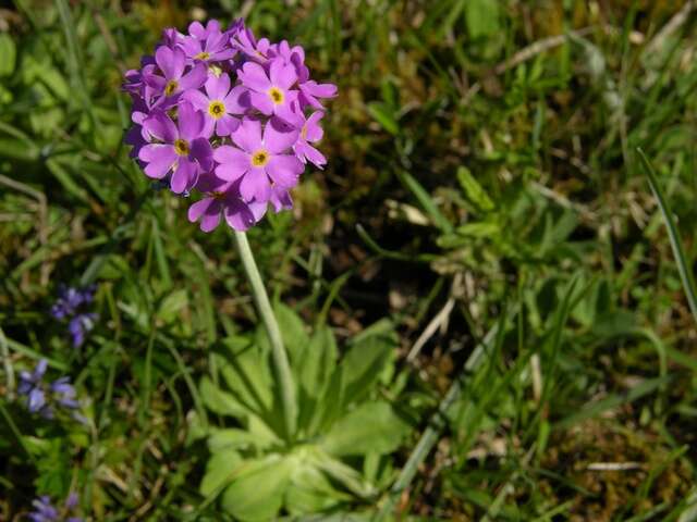 Plancia ëd Primula