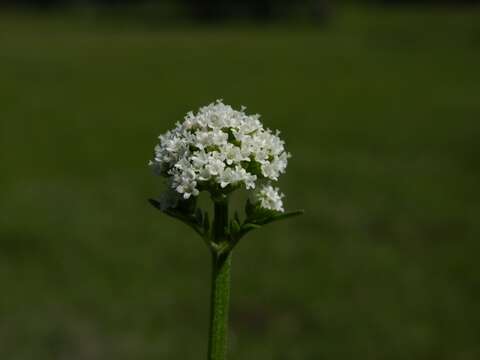 Image of valerian