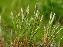 Image of hairgrass