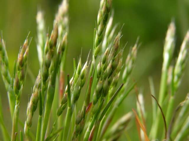 Image of hairgrass