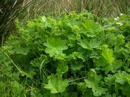 Слика од Alchemilla xanthochlora Rothm.