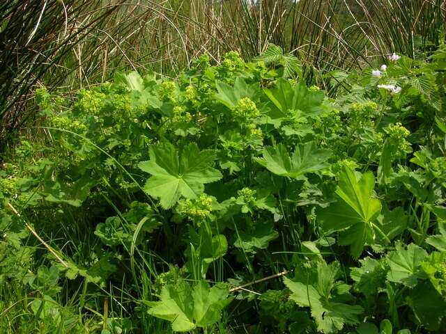 Слика од Alchemilla xanthochlora Rothm.