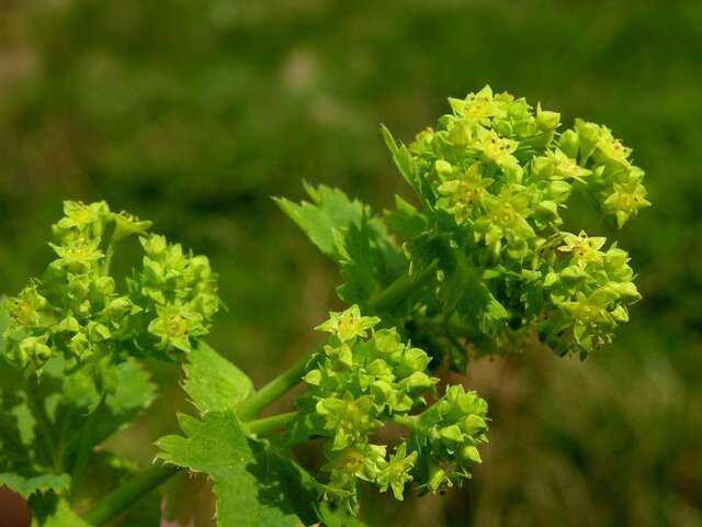 Слика од Alchemilla xanthochlora Rothm.