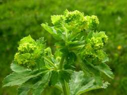 Слика од Alchemilla xanthochlora Rothm.