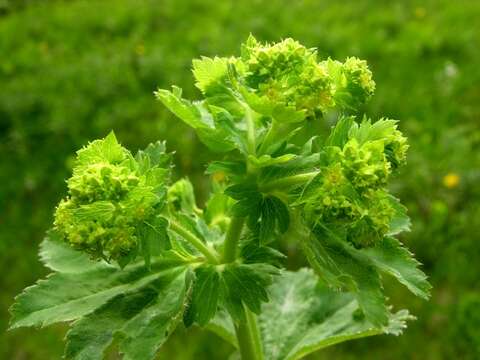 Plancia ëd Alchemilla xanthochlora Rothm.