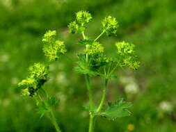 Слика од Alchemilla xanthochlora Rothm.