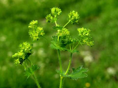 Plancia ëd Alchemilla xanthochlora Rothm.