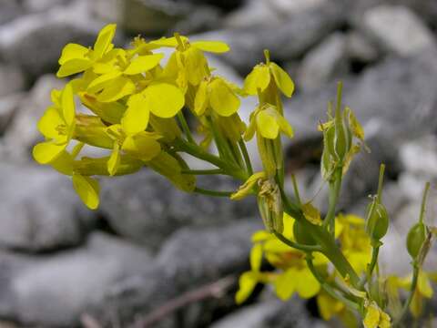 Image of Alyssoides