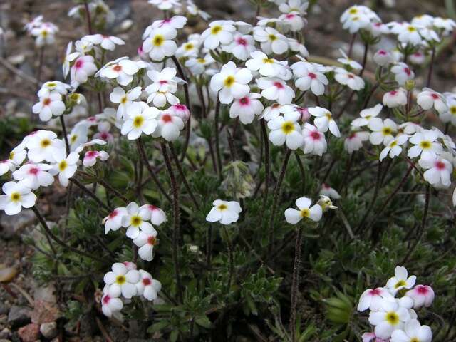 Image of Androsace villosa L.