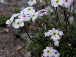 Image of Androsace villosa L.