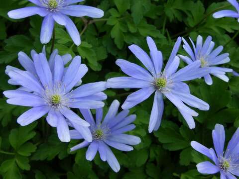 Image of <i>Anemone apennina</i> var. <i>pallida</i>