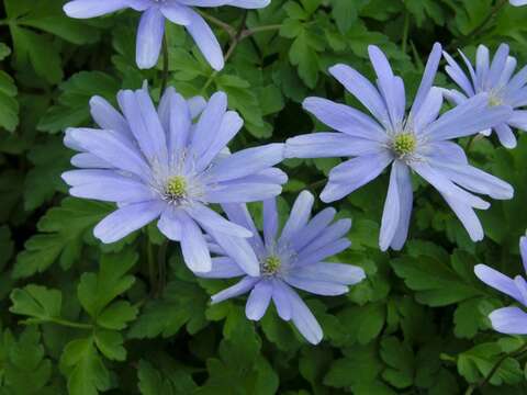 Imagem de <i>Anemone apennina</i> var. <i>pallida</i>