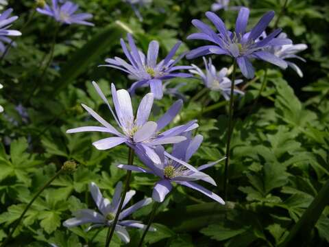 Image of <i>Anemone apennina</i> var. <i>pallida</i>